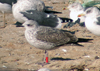 juvenile LBBG, ringed in the Netherlands.